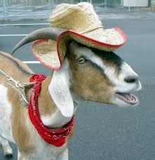 Goat. In. A. Hat.